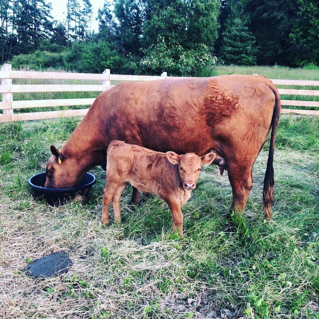 クリス・プラットのインスタグラム：「Meet BOGO. Our newest member to the friendly kingdom at #StillwaterRanch She was a surprise! A miracle really! Mama heifer was one of our working ladies. She came to us recently to dine on our fine summer grass. Well one night recently she hopped the electric fence, climbed up to a special point on the ranch called “Shepard’s Rock” and dropped this little miracle. We didn’t even know she was pregnant!!! Maybe she wasn’t! Maybe it was immaculate conception! ARE YOU READY FOR A MIRACLE!? Cue gospel music!!!🙌🏻✝️❤️⛪️🎹🎼Nonetheless. BOGO (buy one get one) and Mama will now both join the friendly kingdom. They will be Baby Gurl’s new best friends for life! Along with Tim and Faith, Cotton and Henry, Meg, 6 and our angora beauties.」