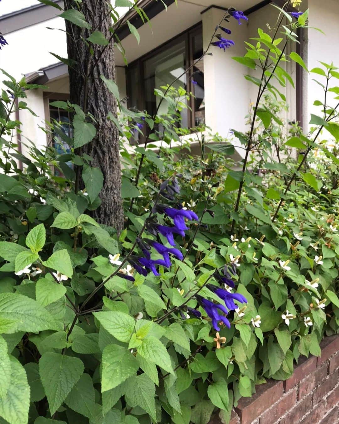 キャシー中島さんのインスタグラム写真 - (キャシー中島Instagram)「* ﻿ 今日は午前中にファッションミーティング👗﻿ 今年の秋冬ファッションを決めました。﻿ いい感じに出来上がります。﻿ お楽しみにね❤️﻿ ﻿ ﻿ 午後は3か月ぶりに御殿場でレッスンです。﻿ マムカフェはまだオープン前なのですが、﻿ 特別にパンナコッタを作ってくれました❣️﻿ ﻿ セージの青いお花💠﻿ こんなに深い青のお花って珍しいですよね。﻿ とっても綺麗❣️﻿ ﻿ #キャシー中島#kathynakajima﻿ #キャシーマム#kathymom﻿ #御殿場#キャシーマムカフェ」6月24日 18時52分 - official_kathynakajima