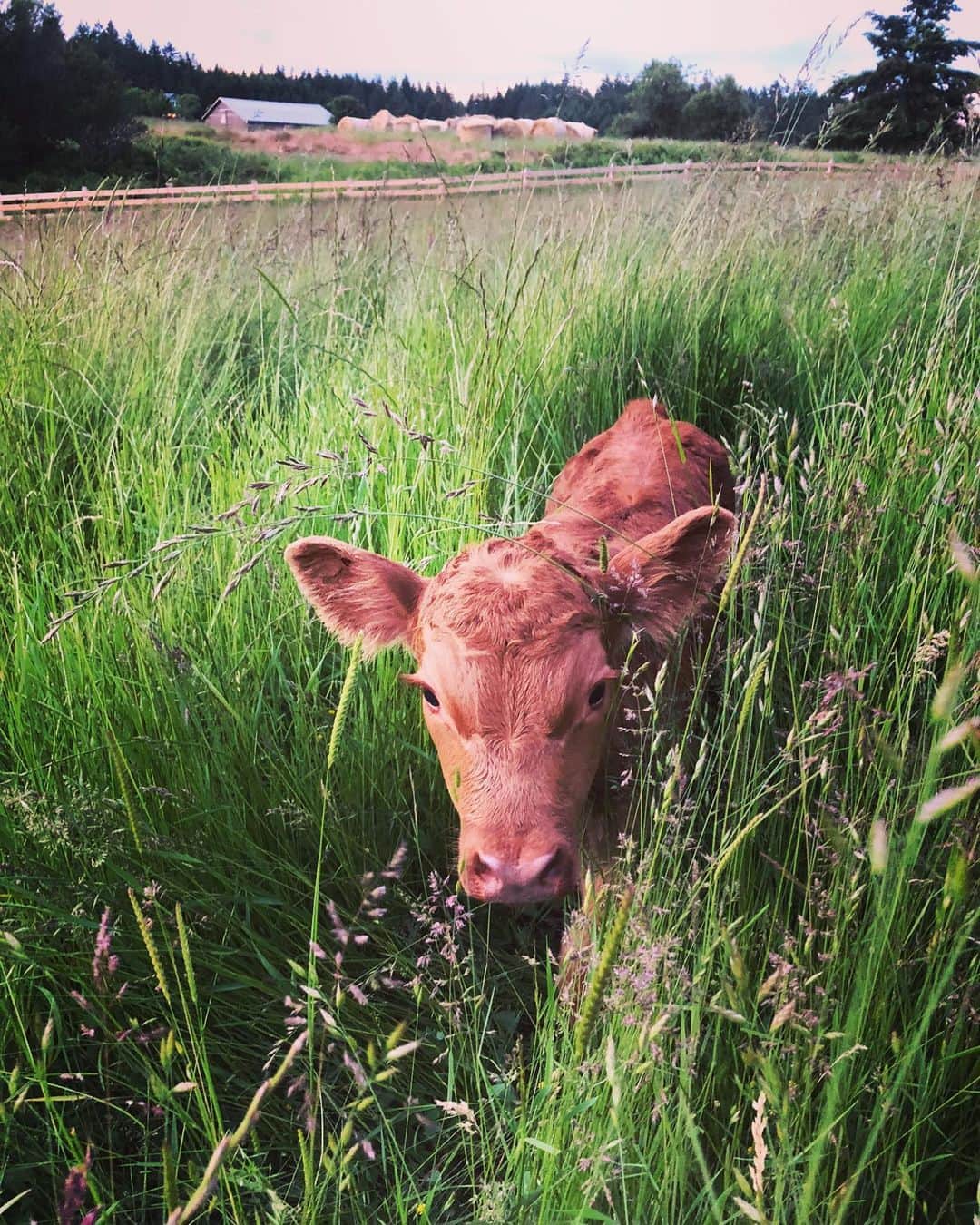 クリス・プラットのインスタグラム：「Come play with me? #StillwaterRanch #BOGO」