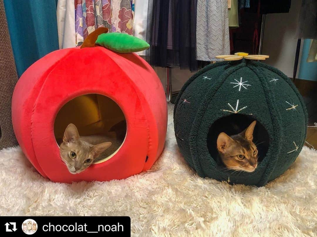 ねこさんのインスタグラム写真 - (ねこInstagram)「【#ねこは人を笑顔にする】 りんごハウスとサボテンハウス❣️🍎🌵ぬくぬくあったかそうだなぁ〜😛お邪魔したいなぁ✨ @chocolat__noah さん、ありがとう😚👍🏻💕 #Repost @chocolat__noah with @make_repost ・・・ Abyssinian brothers.  NOAH&MANA.  昨日は寒かったので、ノアもサボテンハウスにイン🌵  りんごハウスは、マナ専用みたいになっています🍎  体の大きいノアが、小さなサボテンハウスに入っていてウケた😂  ノア♂とマナ♂ 2歳と1歳7ヶ月 アビシニアン イケにゃん兄弟  #百面相ねこ写真集  @editorial_company.pad  #peppyフォト部 #peppycats  #リビングペット #サンコーリビングペット #sippo #朝ワンコ夕ニャンコ #ねこは人を笑顔にする  #まいにちニャーニャー #おうち時間わんにゃん広報部 #ペットとずっと #にゃんちゅーぶ #猫　#ねこ #고양이 #アビシニアン #Abyssinian #cute #photography  #catoftheday #catlover  #tokyo #japan #cat #猫好きな人と繋がりたい 　#ペコねこ部 #ペトこと猫部 #ノアきゅん #nyancon01」6月24日 19時30分 - neko_magazine