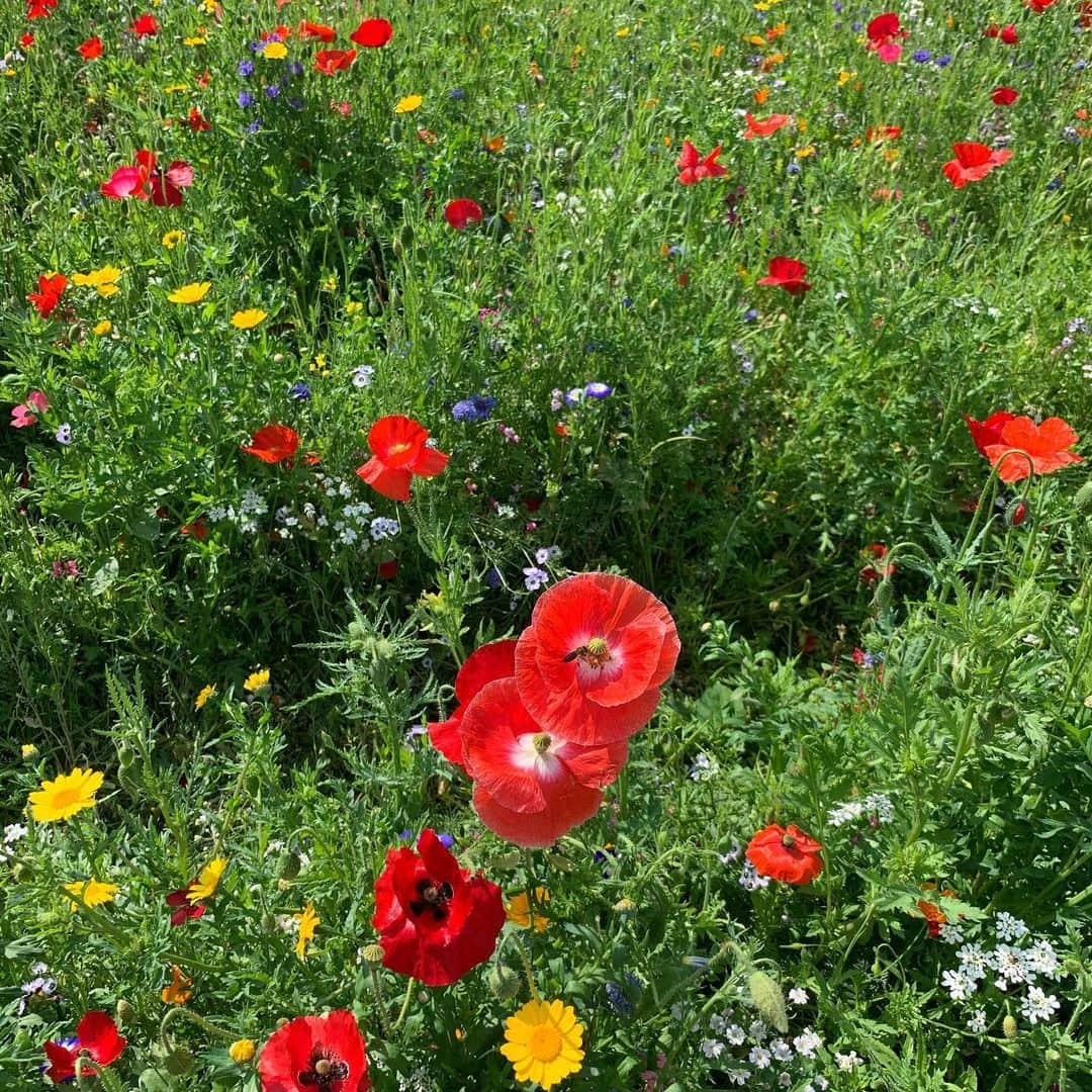 リアム・カニンガムさんのインスタグラム写真 - (リアム・カニンガムInstagram)「‘Nine bean-rows will I have there, a hive for the honey-bee, And live alone in the bee-loud glade.’ W B YEATS」6月24日 19時41分 - liamcunningham1