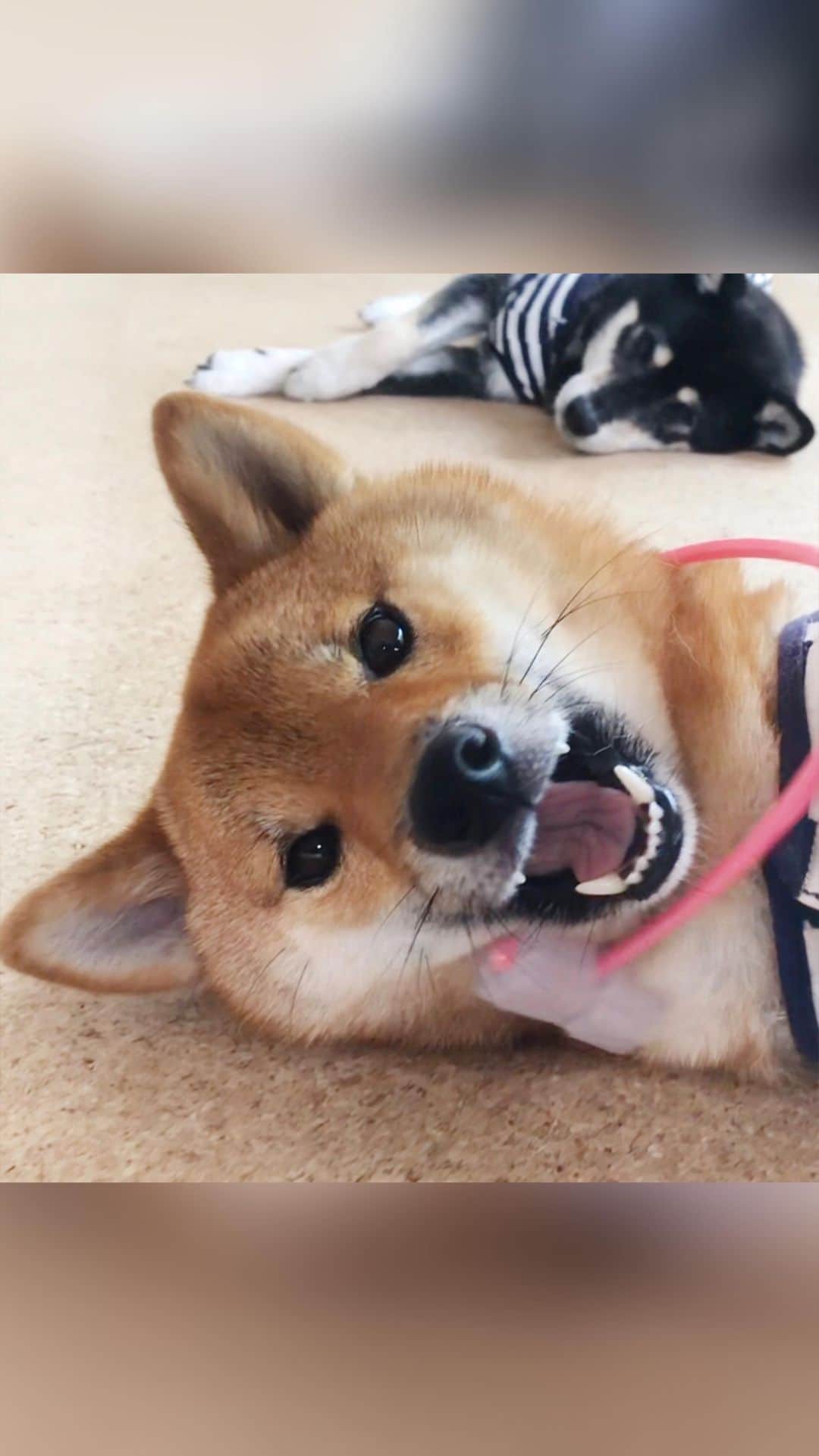 黒柴みくのインスタグラム