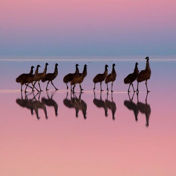 Australiaさんのインスタグラム写真 - (AustraliaInstagram)「“Right this way, kids!” @christianspencerphoto captured a male #emu and his chicks as they patrolled @southaustralia's #LakeGairdner at sunset. Australia’s third-largest salt lake, this enchanting area is a landscape photographer’s dream - especially if you’re lucky enough to spot #emus wandering across the salt crust in search of food. It’s a decent drive to get here from #Adelaide and you’ll need to arrange prior access via Mt Ive Station, but if you’re a keen nature-watcher, you’ll be in heaven. Pack your tripod! #seeaustralia #SeeSouthAustralia」6月24日 20時00分 - australia