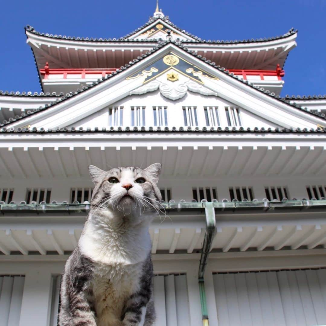 Nyankichi Noranekoさんのインスタグラム写真 - (Nyankichi NoranekoInstagram)「熱海城の殿さま気分😸  猫 #cat #고양이 #แมว #貓 #кошка #qata #chat #ニャンスタグラム #gato #catsofinstagram #ねこ部 #旅猫 #cats #野良猫 #ニャン吉 #japan #猫写真 #ねこ #seekor #ネコ #kitty #catlover #動物 #熱海 #熱海城 #静岡 #shizuoka」6月24日 20時33分 - noraneko_nyankichi