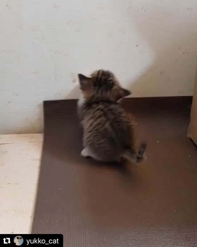 ねこのインスタグラム