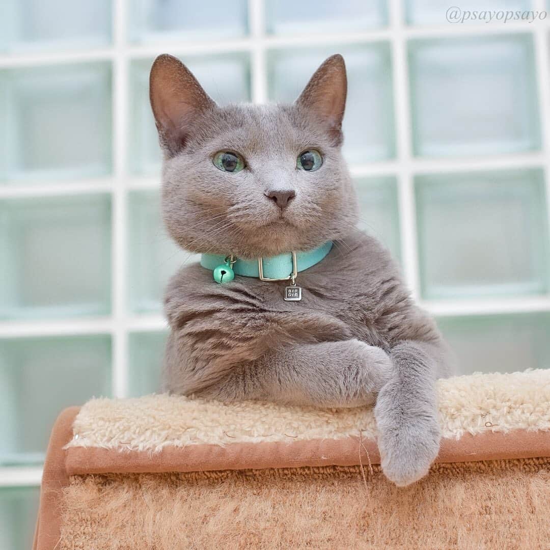 ❤?❤❤❤ Sayo ??❤?❤️❤️❤️のインスタグラム：「★ Happy Wednesday 😺🌷★. .  This Juno is cute but a bit like Kim Jong-un😭. . 可愛いけど何故かちょい金正恩似の姐さん😂　#ハートワン動物病院きゅんきゅんフォトコンテスト」
