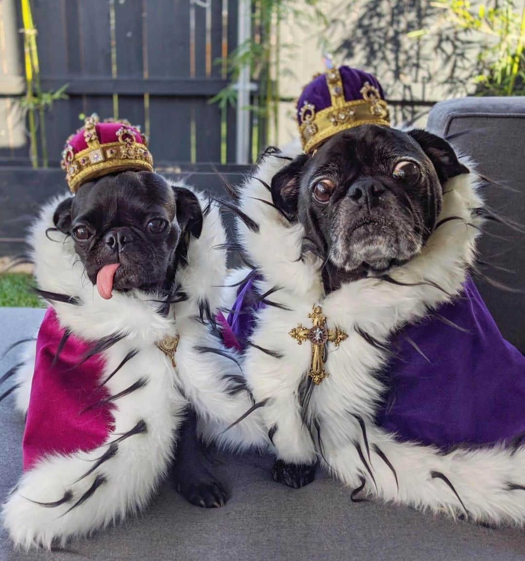 ロッコのインスタグラム：「Look at Weldon looking all regal and shit with Ella 😊 Costumes by @pupstarsonoma . . . #Ohmyweldon #pug #puglife #pugstagram #pugsofinstagram #dogsofinstagram #weeklyfluff #theweekoninstagram #austindogs #dogsofbark #thetomcoteshow #teampixel #atx #buzzfeedanimals #speakpug #king #queen #royals」