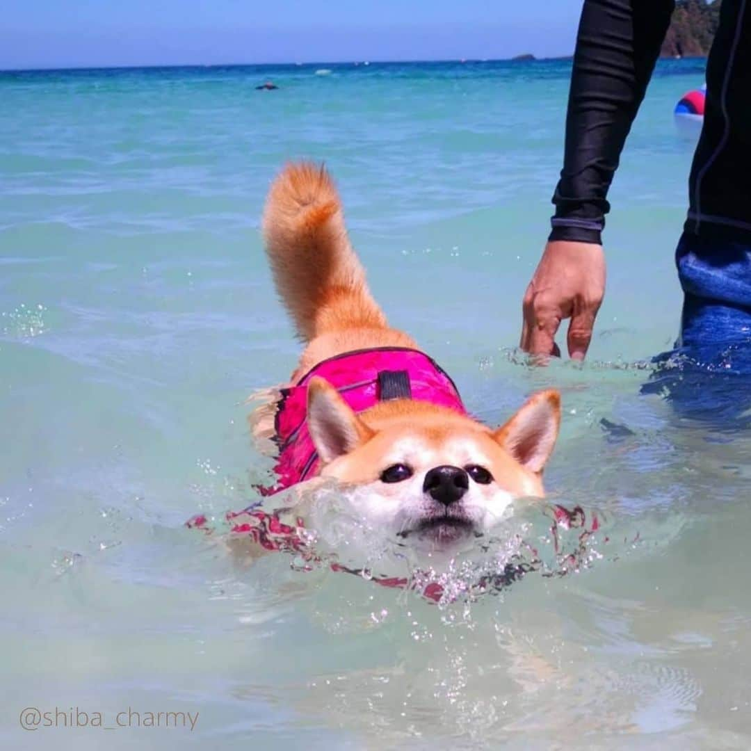 ちゃみさんのインスタグラム写真 - (ちゃみInstagram)「. 🌊🏖　今日も暑かった～💦 なので～涼しげな去年の海で泳ぐチャーミーでも😁 必死で泳ぐタレ目ちゃん❣️ パパの手が邪魔やなぁ～笑 . お姉ちゃんが受験なので今年の旅行や海はお預け😌 勉強ガンバレ～！」6月24日 21時12分 - shiba_charmy