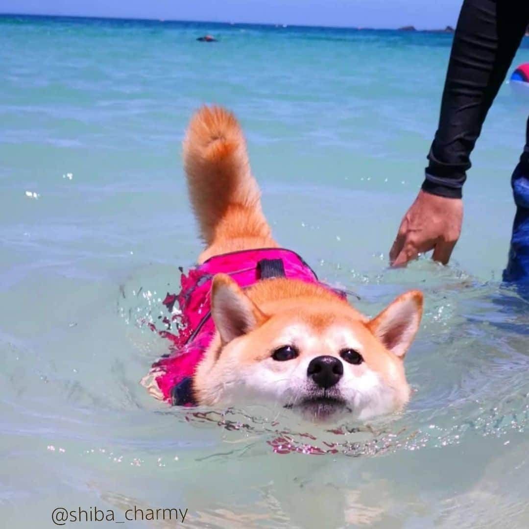 ちゃみさんのインスタグラム写真 - (ちゃみInstagram)「. 🌊🏖　今日も暑かった～💦 なので～涼しげな去年の海で泳ぐチャーミーでも😁 必死で泳ぐタレ目ちゃん❣️ パパの手が邪魔やなぁ～笑 . お姉ちゃんが受験なので今年の旅行や海はお預け😌 勉強ガンバレ～！」6月24日 21時12分 - shiba_charmy