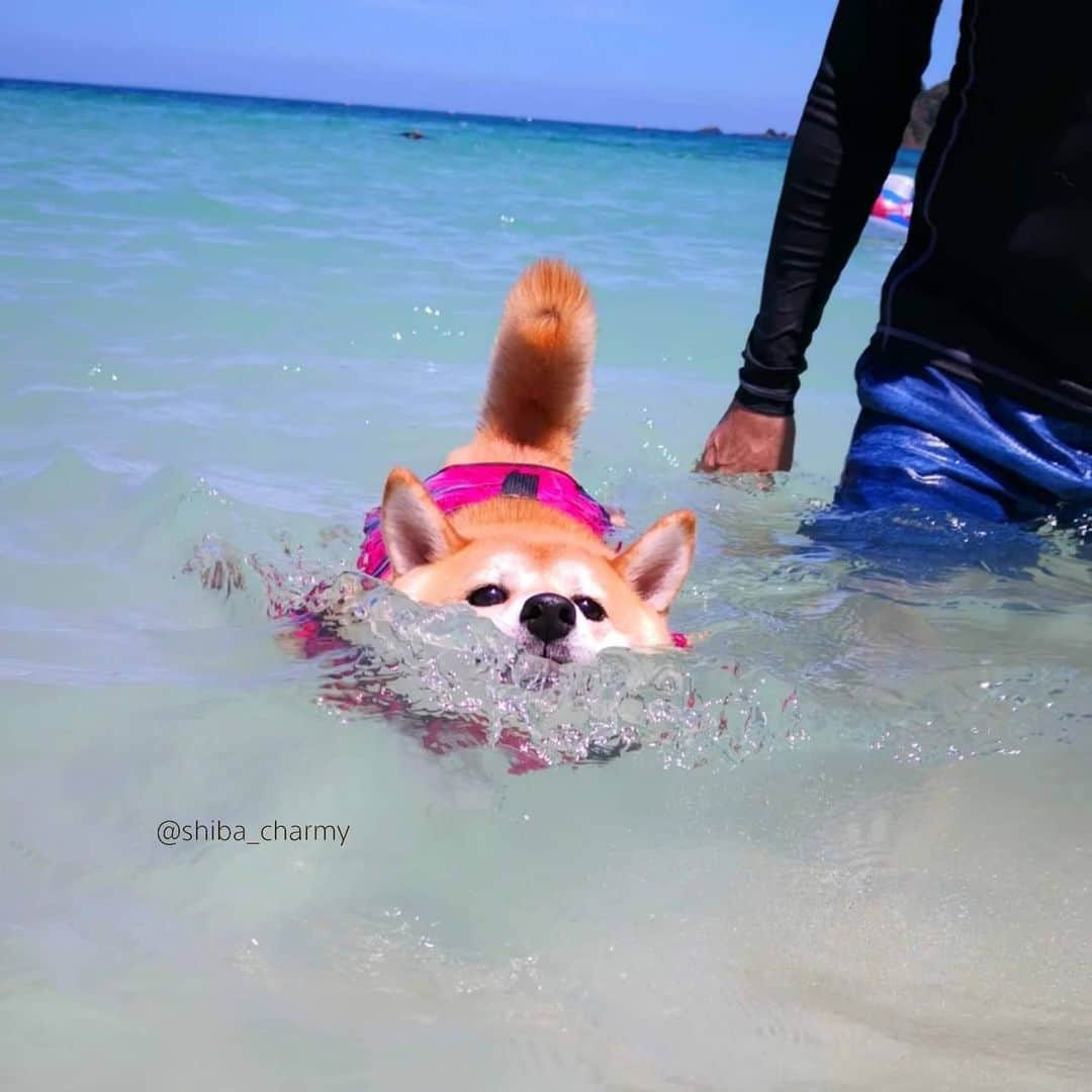 ちゃみさんのインスタグラム写真 - (ちゃみInstagram)「. 🌊🏖　今日も暑かった～💦 なので～涼しげな去年の海で泳ぐチャーミーでも😁 必死で泳ぐタレ目ちゃん❣️ パパの手が邪魔やなぁ～笑 . お姉ちゃんが受験なので今年の旅行や海はお預け😌 勉強ガンバレ～！」6月24日 21時12分 - shiba_charmy