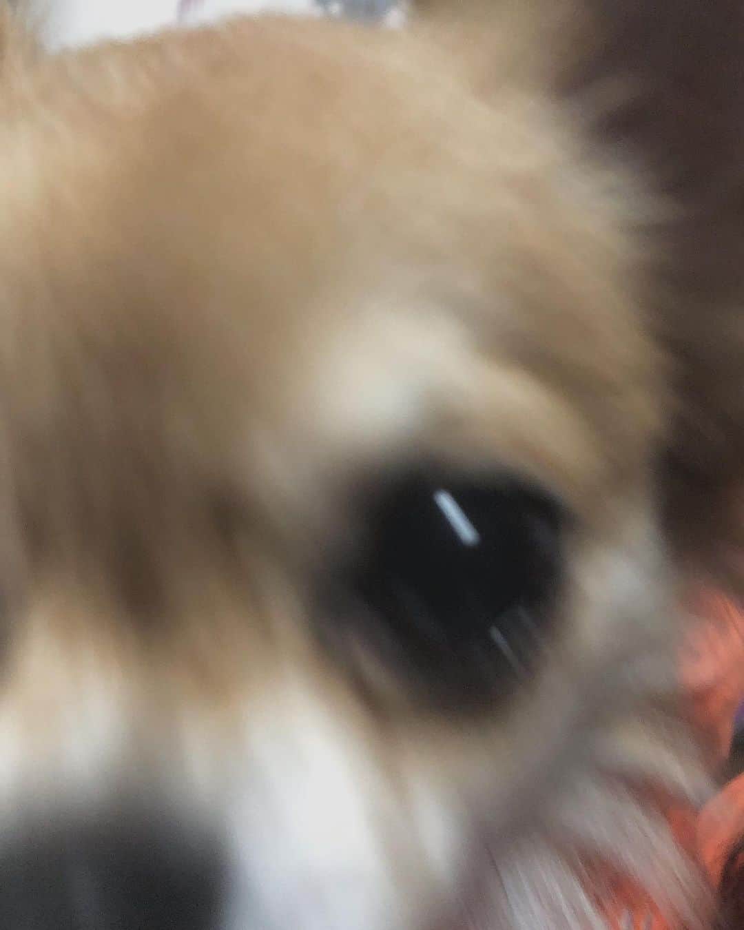 まいかのインスタグラム：「. . 近すぎて何か分からんくなっちゃってるけど 可愛いねんな〜お気に入りです🐶🤎 . .」