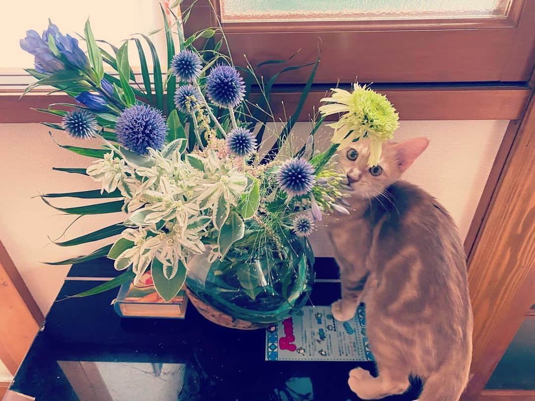 岡田梨沙さんのインスタグラム写真 - (岡田梨沙Instagram)「最近のかわい子ちゃん  #catstagram」6月24日 21時51分 - risarisapurdie