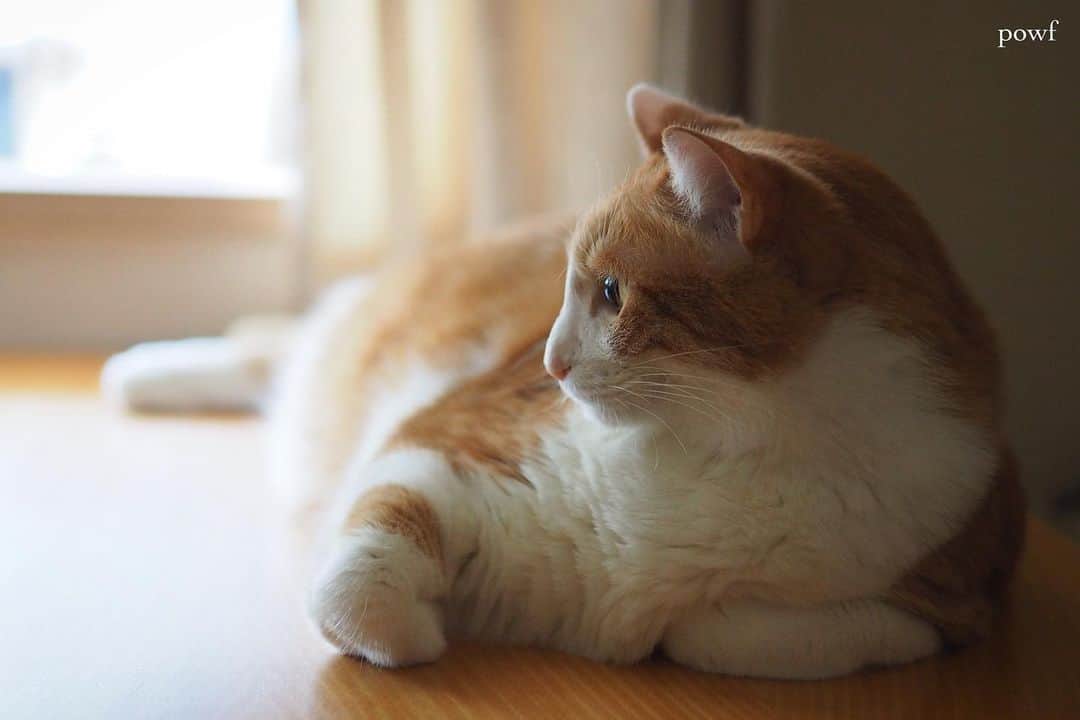 anemone_69のインスタグラム：「. #ハカセとキョウジュ #窓辺のハカセとキョウジュ  #茶トラ白 #茶白 #cat #猫 #保護猫 . . .」