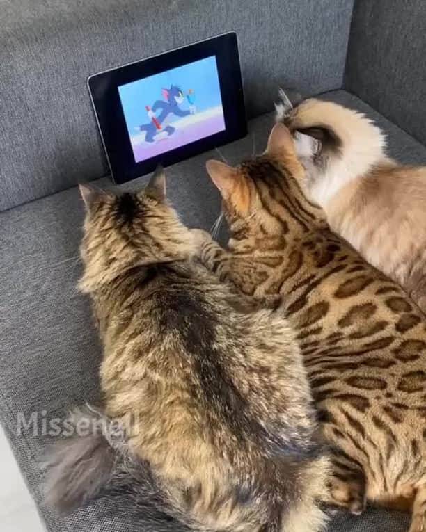 Aww Clubのインスタグラム