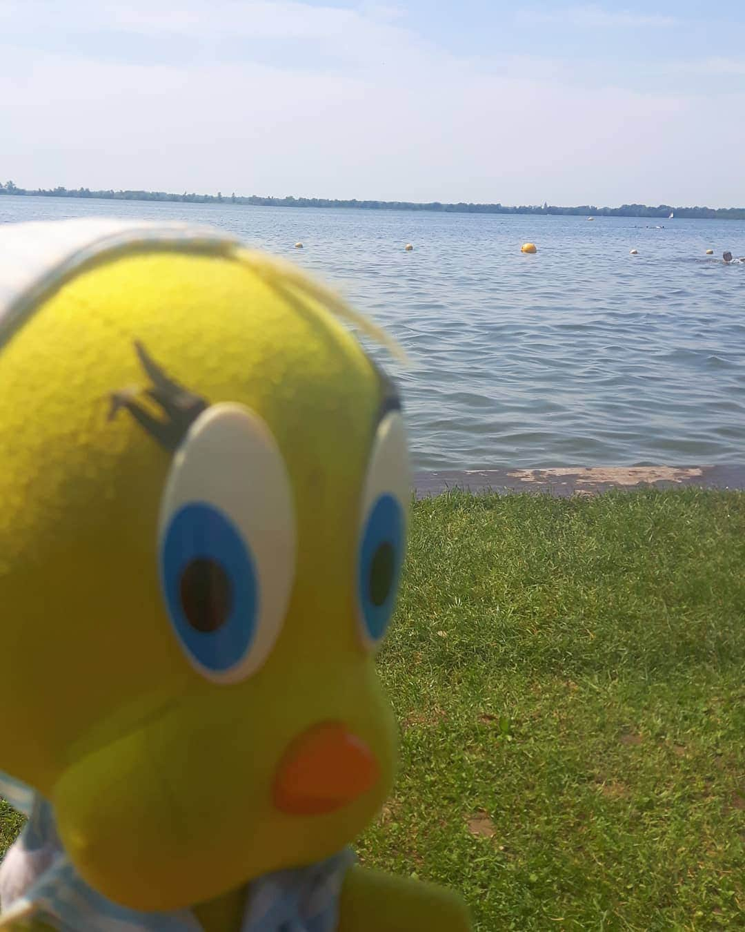 Little Yellow Birdさんのインスタグラム写真 - (Little Yellow BirdInstagram)「Temperatures are soaring. I need a swim!! #littleyellowbird #tweety #tweetykweelapis #adventures #yellow #bird #wednesday #humpday #summer #zomer #wijdeblik #swimming #tropical #sun #sunnyday #loosdrechtseplassen #bluesky #bluewater #stuffedanimalsofinstagram #plushiesofinstagram」6月24日 22時13分 - tweetykweelapis