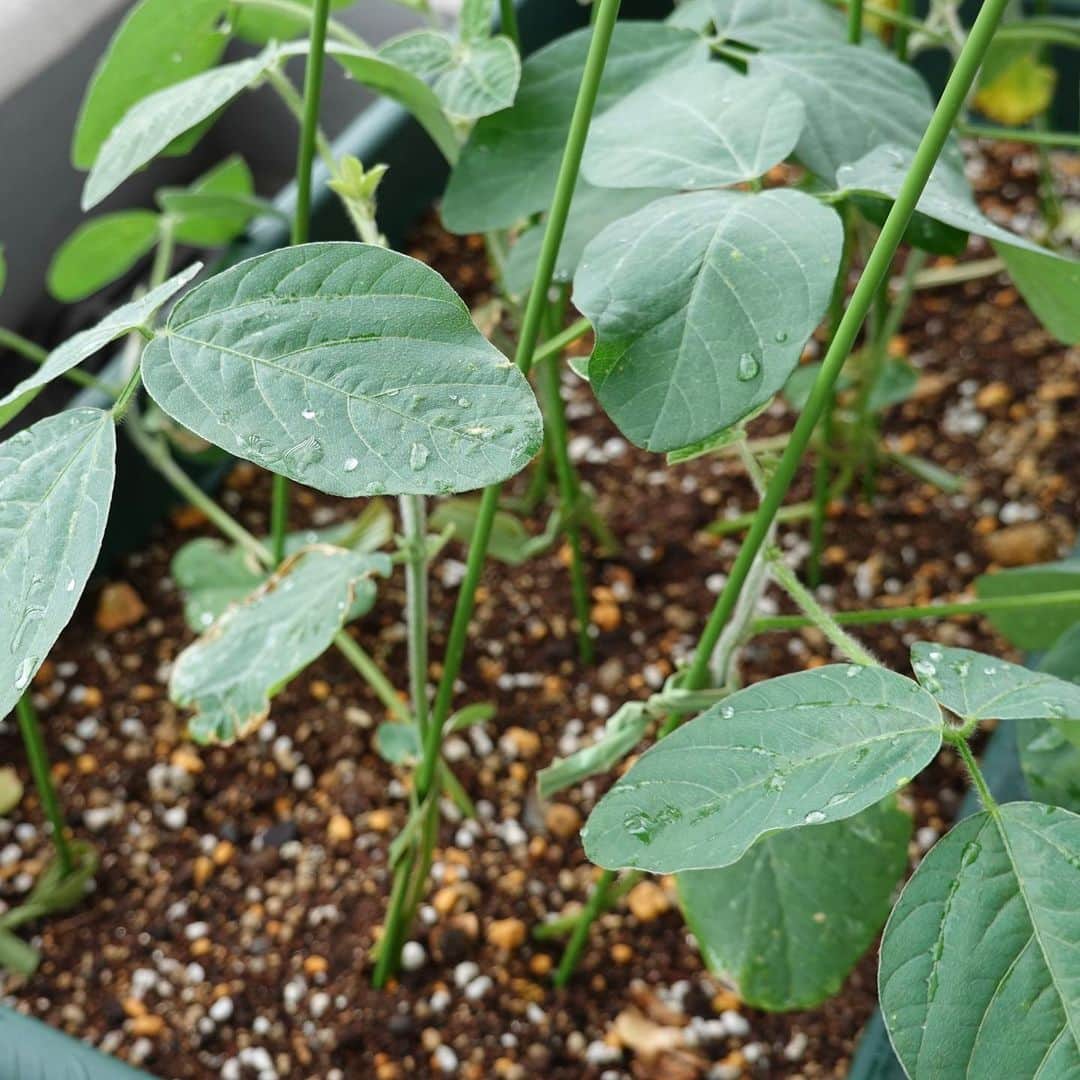 砂山圭大郎さんのインスタグラム写真 - (砂山圭大郎Instagram)「枝豆を育てています。15歳で種苗会社を立ち上げた高校生、小林宙さんからいただいた東京の「三河島枝豆」の種からです。 #小林宙 #枝豆 #家庭菜園」6月24日 22時16分 - keitaro_sunayama