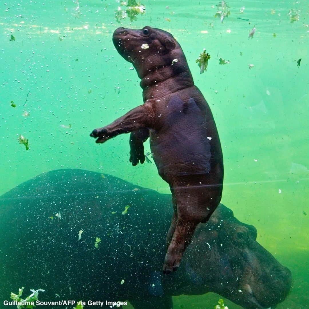 ABC Newsさんのインスタグラム写真 - (ABC NewsInstagram)「Gloria, newborn female hippo born, swims with her mother inside her enclosure in the Zooparc of Beauval in Saint-Aignan, France. #hippo #babyhippo #babyanimals #cuteanimals #zoo #hippopotamus」6月24日 22時24分 - abcnews