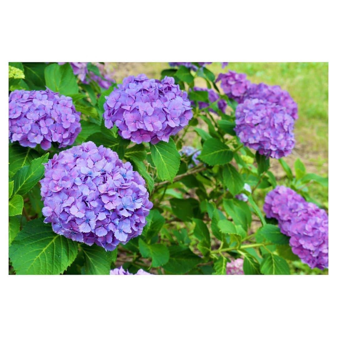 小林由佳のインスタグラム：「❆ Purple hydrangea ❆」