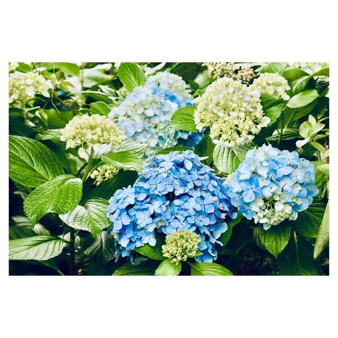 小林由佳のインスタグラム：「❆ Blue hydrangea ❆」