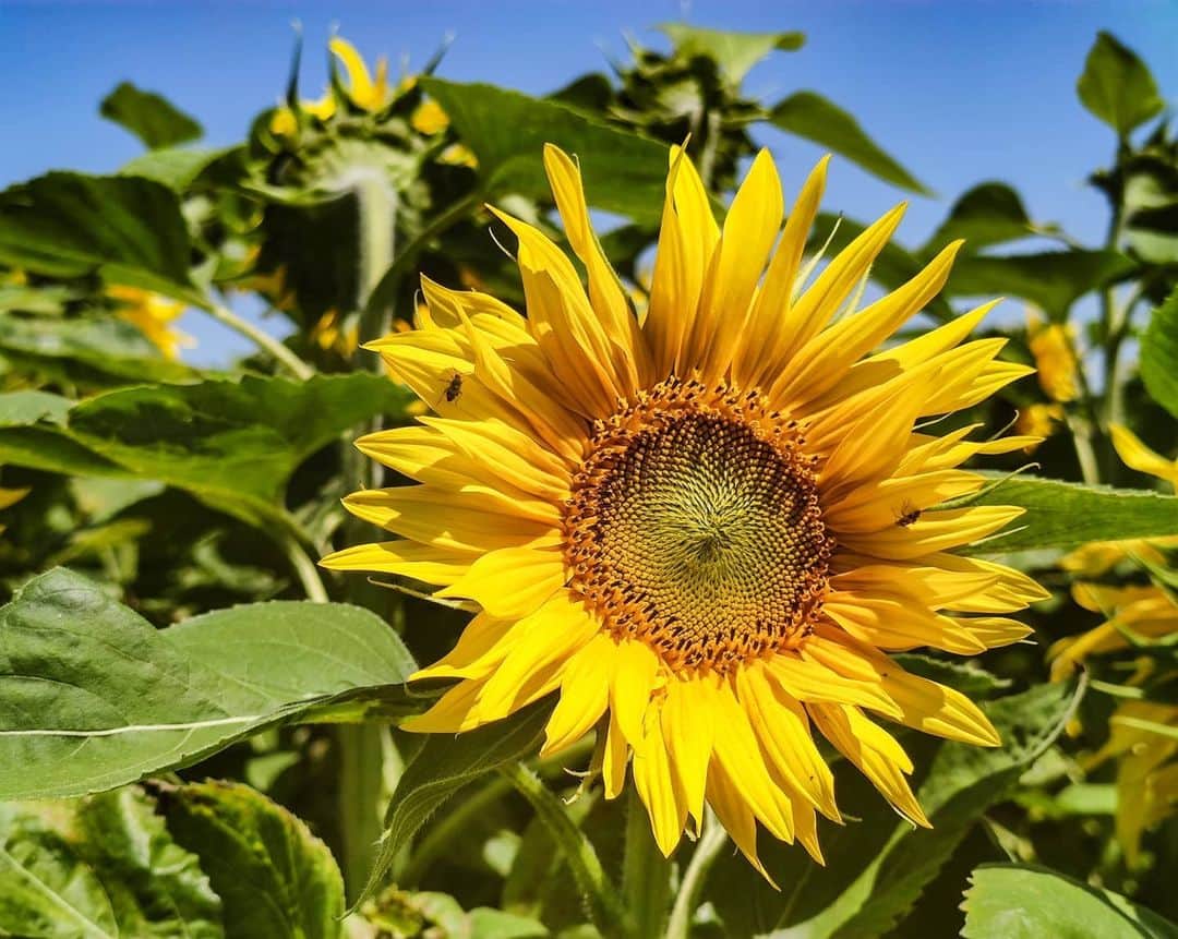 別府史之さんのインスタグラム写真 - (別府史之Instagram)「This flower season has come to France 🇲🇫 Do you like sunflowers? 😉 #🌻 #ain #dombes #tournesol #tdf」6月24日 22時41分 - fumybeppu