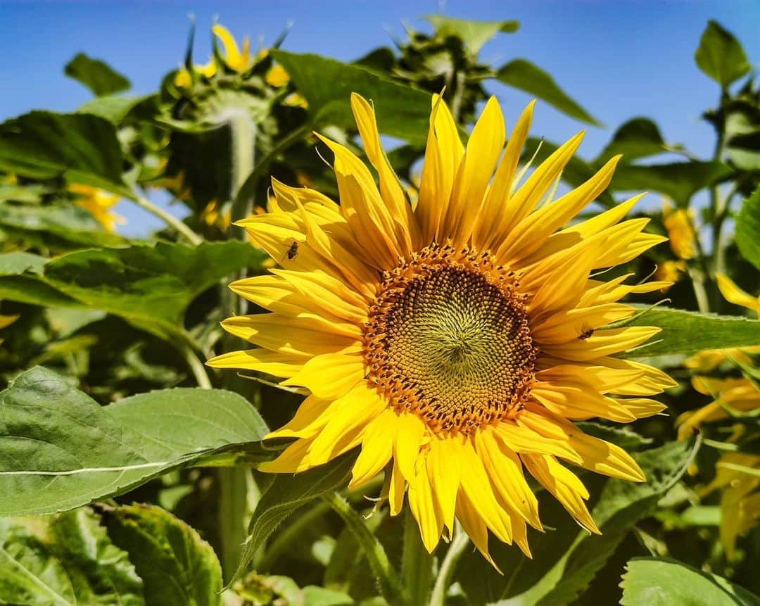 別府史之のインスタグラム：「This flower season has come to France 🇲🇫 Do you like sunflowers? 😉 #🌻 #ain #dombes #tournesol #tdf」