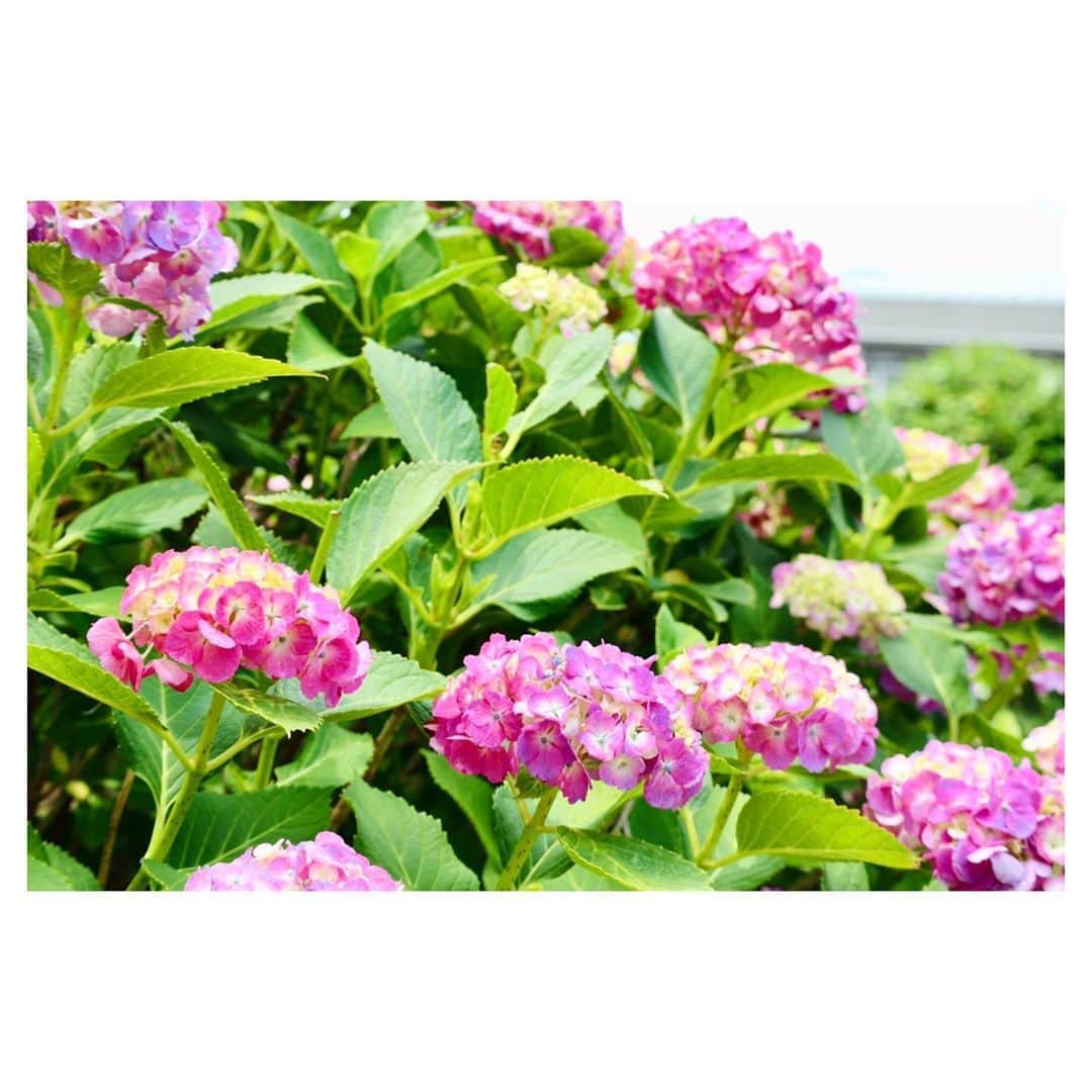 小林由佳のインスタグラム：「Do you know how difference make a color of hydrangea?🏵👩🏻‍🌾 ・ ☞depends on quality of soil. ・ acidity→Blue alkalinity→Pink ・ My garden have All colors!❃❆❋❁ ・ ・ #我が家のお庭 #紫陽花 #hydrangea」