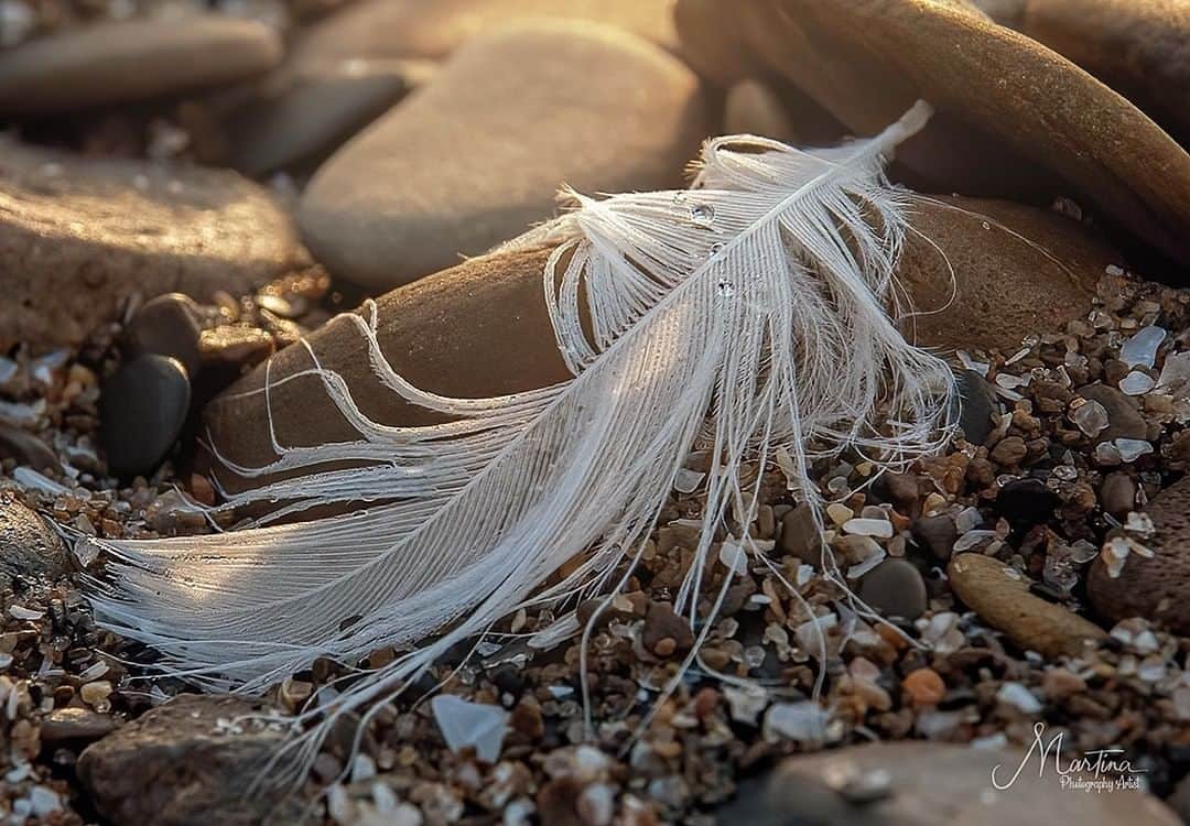 Sigma Corp Of America（シグマ）さんのインスタグラム写真 - (Sigma Corp Of America（シグマ）Instagram)「Seemingly ordinary things can often evoke powerful feelings. A flower, a toy, even a simple seagull feather like this one captured by @martinaphotographyartist with the SIGMA 24-70mm DG OS HSM Art can be so much more than what they first appear to be.  Today, please drop by our Facebook page (link in bio) and share your photos of everyday objects -- maybe even feathers! -- that take on a completely new life when photographed in the right light with the right gear in the right hands.  #sigmaphoto #sigma2470art #feather #sand #beach #feelings #lighting #lightingiseverything #photography #closeupphotography」6月24日 22時42分 - sigmaphoto
