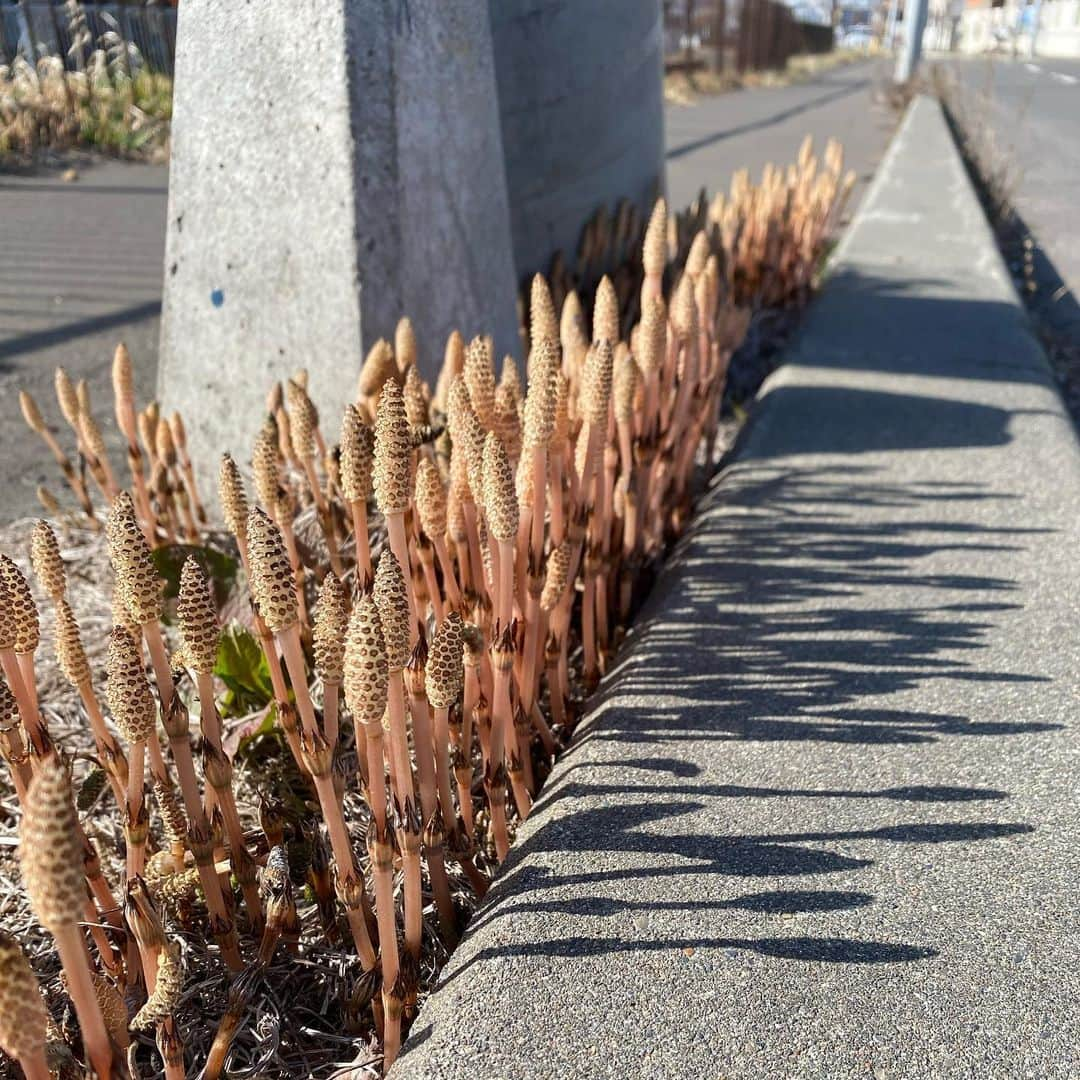 萩原亜咲さんのインスタグラム写真 - (萩原亜咲Instagram)「おかしいな時間の流れがおかしいな。 3ヶ月も経っているなんてあれれ？ 春に好きなツクシ撮って載せよう載せようと思って気づけば家の前は緑モサモサだし… 筋トレの調子は上がるもなかなかクライミングに繋がらず。 あちこち痛くて困ったもんです。 しかし、密かにコレ登りたい！という目標を見つけやっと気持ちが前に進み始めた感じ。 これまでもしっかりと目標に向かってやってきたんだな私は… ひとまず秋に向けて登ってます。 サボってたらどうかケツ叩いて壁の前引っ張ってって下さい。 ・ あっっっという間に娘が1歳になった。 病気ひとつせず不思議かわいい生き物になりました。 去年の今日はゲロゲロしながら陣痛耐えて産んだ後はスッキリ解放されて美味しくご飯食べてたな。 1年前陣痛に苦しんでる間、PAXは二日酔いに苦しみ今日も同じく二日酔いw とんでもないやつだ… とんでもないやつだけど今んとこ面白さが勝ってるからギリセーフ！ 優しいね私…←(笑) 発達の遅れとか知的障がいとか。 私らに合わせた判断になるとそうだけど、コミュニケーションに困ったことは無いし。なんたってかわいいし。 ストレートな表現や感情にハッとさせられることがこの1年ですでにたくさん！ 周りに何を言われどう思われるようが家族が幸せであることが一番。 そう強気に思っていたけれど。 ジムでたくさんのお客さんに可愛がってもらって私嬉しくてたまらない！！ ウィップスがあって本当によかった。 ウィップスも6月で7周年、8年目に突入。 コロナのお陰で苦しい耐えどきはまだ続きそうですが…クライミングがこれからも日々の生活を元気に楽しく変えてくれるはず。 で、えーと。 まとまりなく〆る言葉もなくなってしまいましたが明日からまた忙しい毎日の始まり〜！ 母2年目も頑張ります。」6月24日 22時42分 - asaki_hagiwara