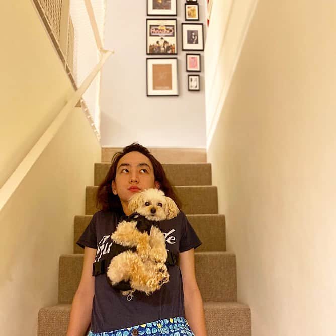ソーズビー航洋さんのインスタグラム写真 - (ソーズビー航洋Instagram)「わんこのおんぶ紐 うちの生意気犬アップル。ティーカッププードルなので赤ちゃんの時は超小さいですが結局これくらいの大きさになります。でもいつまで経っても2キロないよ。軽すぎてびっくりする #ズビーの着回し  #soesbemixandmatch」6月24日 22時45分 - cameron.soesbe