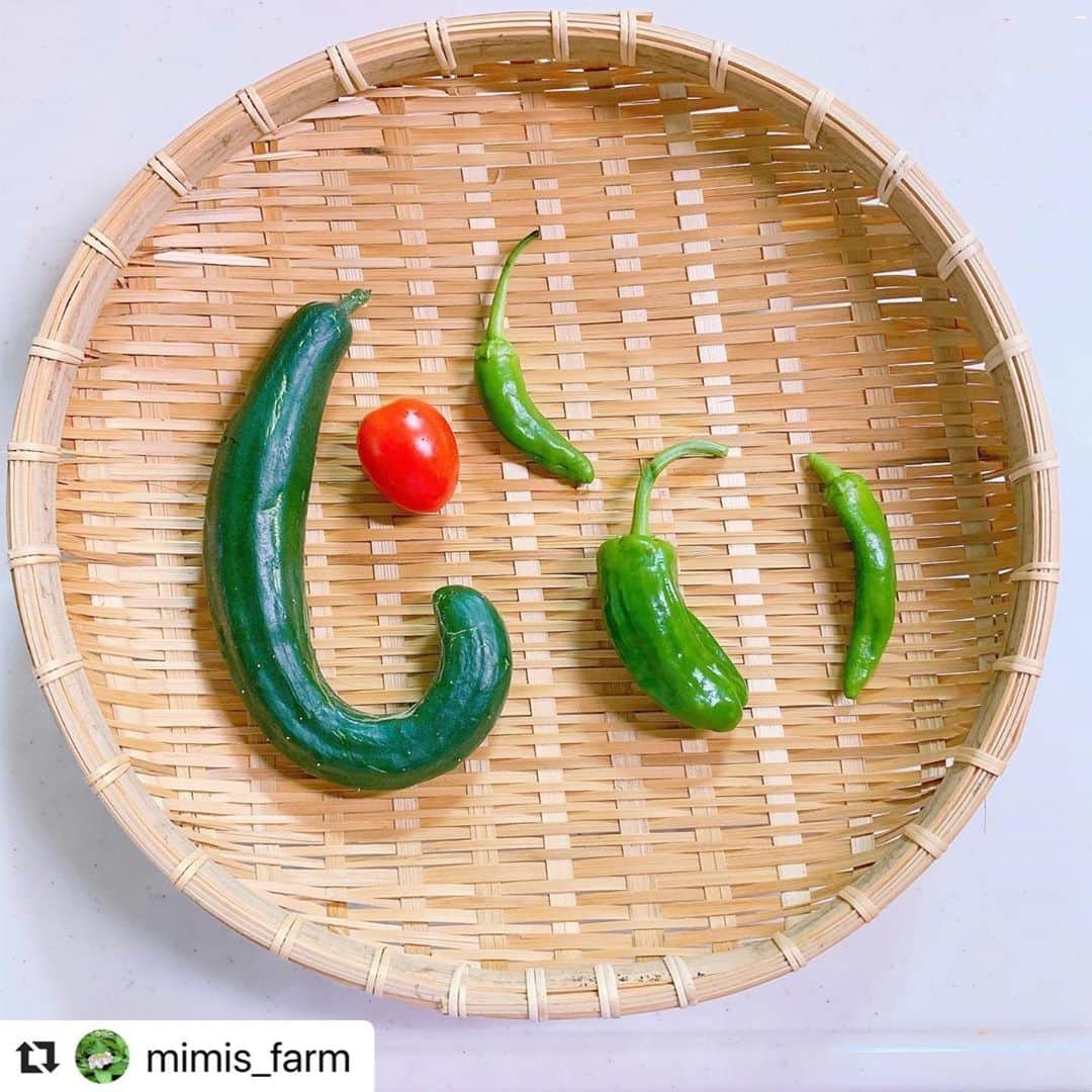 美蘭レンナさんのインスタグラム写真 - (美蘭レンナInstagram)「#Repost @mimis_farm with @make_repost ・・・ 今日の収穫😍🌱✨ . 野菜文字😊✨ 親戚の子どもがおじいちゃんの事を「じい」って可愛く呼ぶので作ってみました🥰✨✨ これもきゅうりが曲がって成長したから出来た遊び🤣😆😆笑 形は不揃いだけどきっと美味しいはず🥰✨✨✨ . . #家庭菜園#家庭菜園初心者#野菜作り#野菜作り初心者#野菜#野菜文字#可愛い#じい#曲がりきゅうり#きゅうり#トマト#初 #収穫#嬉しい#ししとう#ピーマン#記録#6月#24日#記念日#mimisfarm#farm」6月24日 22時52分 - renna_miran33