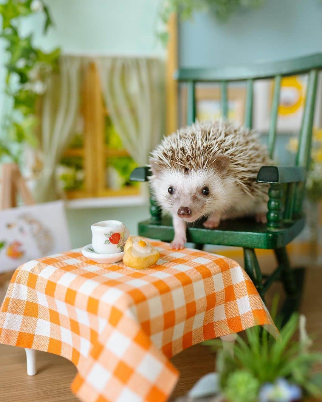 ダーシーさんのインスタグラム写真 - (ダーシーInstagram)「Live happily every day🐨💚🧡💛」6月24日 22時52分 - darcytheflyinghedgehog