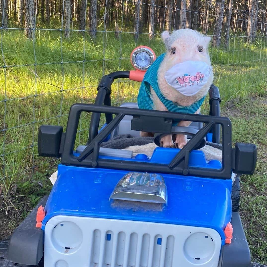 Priscilla and Poppletonさんのインスタグラム写真 - (Priscilla and PoppletonInstagram)「🐷😷PRISSY AND POP MASKS ARE BACK!🐷😷Silly Pop is heading into town to pick up some snacks in his adorable Prissy and Pop family mask. Yes, he’s one of those you see driving alone wearing a mask (in an open top Jeep😂). I think he just wants to show off his cool mask. We have had a lot of request to bring these back, so they are available again for ONE WEEK ONLY (We want to get them to you ASAP). These masks are 100% cotton, washable and made with three layers of protection.  We sold a lot of these the first go around and have heard nothing but positive feedback. To purchase one please go to customink.com/fundraising/pigmask (link in bio). All proceeds will go to @prissyandpops_helpinghooves. ThOINKs for your support!🚙🐷😷#facemask #pigmask #prissyandpopshelpinghooves #SillyPop #PrissyandPop」6月24日 23時29分 - prissy_pig