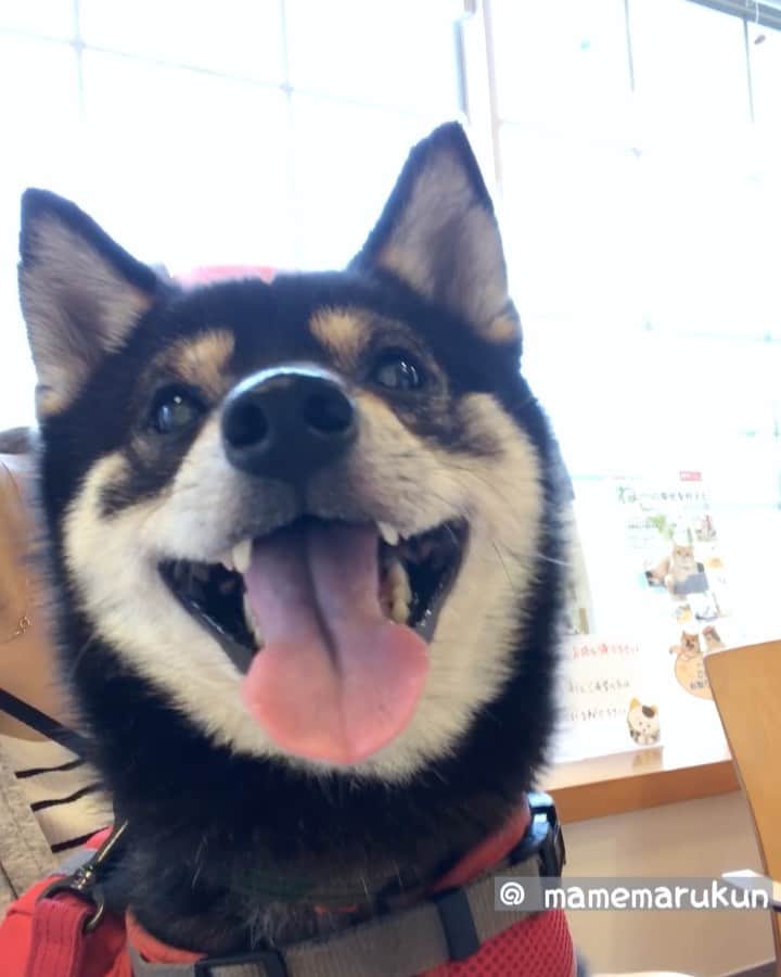 まめ丸のインスタグラム：「* * 病院におくすりもらいにいったよ❣️ ぼくの番はまだかなー🐶💓 * #窓ぎわにだれかいるね #さいごまでみるとわかるよ #このうしろすがたは　‼️ * #柴犬#豆柴#柴#黒柴#犬#ふわもこ部#いぬのきもち #shiba#shibainu#shibastagram#shibadog#puppy#instadog#dogstagram#dog#instashiba#petstagram#pet#cutepetclub#강아지#멍스타그램#doglover#ilovemydog#weeklyfluff#まめ丸病院」