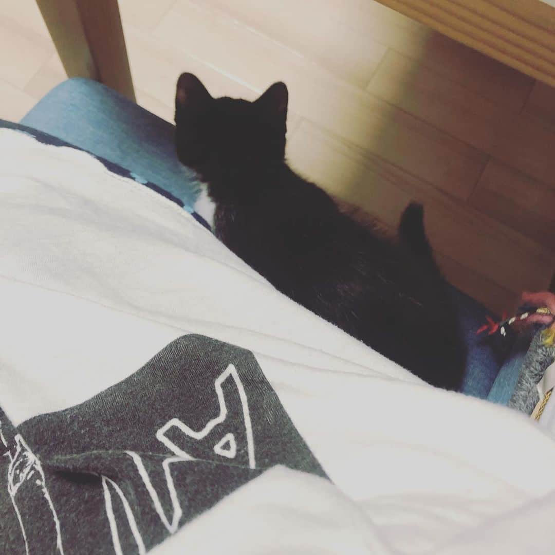 朝日奈丸佳さんのインスタグラム写真 - (朝日奈丸佳Instagram)「家にきたばかりの、よる  １ヶ月で大きくなったな〜。 もう大きいけど まだまだ小さい  よるを見つめながら 毎日一緒に生きてます  #まるとよる #保護猫 #猫のいる暮らし」6月25日 0時06分 - madoka_maru_hina