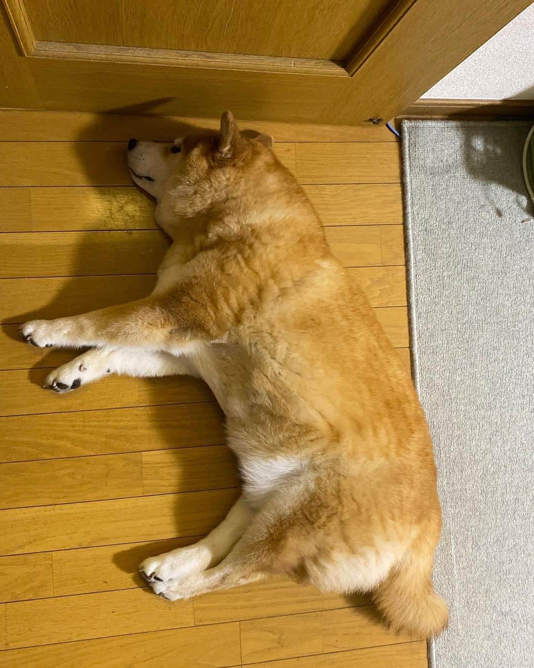 まる（まるたろう）さんのインスタグラム写真 - (まる（まるたろう）Instagram)「Good night!✨🐶💤✨ここで寝るね〜 #ドアはもう開きません #パパもその辺にゴロンしちゃいな #じゃまかわいくないけど #仕方ないですね #じゃまかわいい  #うりぼう感強め」6月25日 0時01分 - marutaro