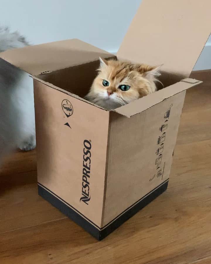 Smoothieのインスタグラム：「If I don’t move, he won’t notice me.」