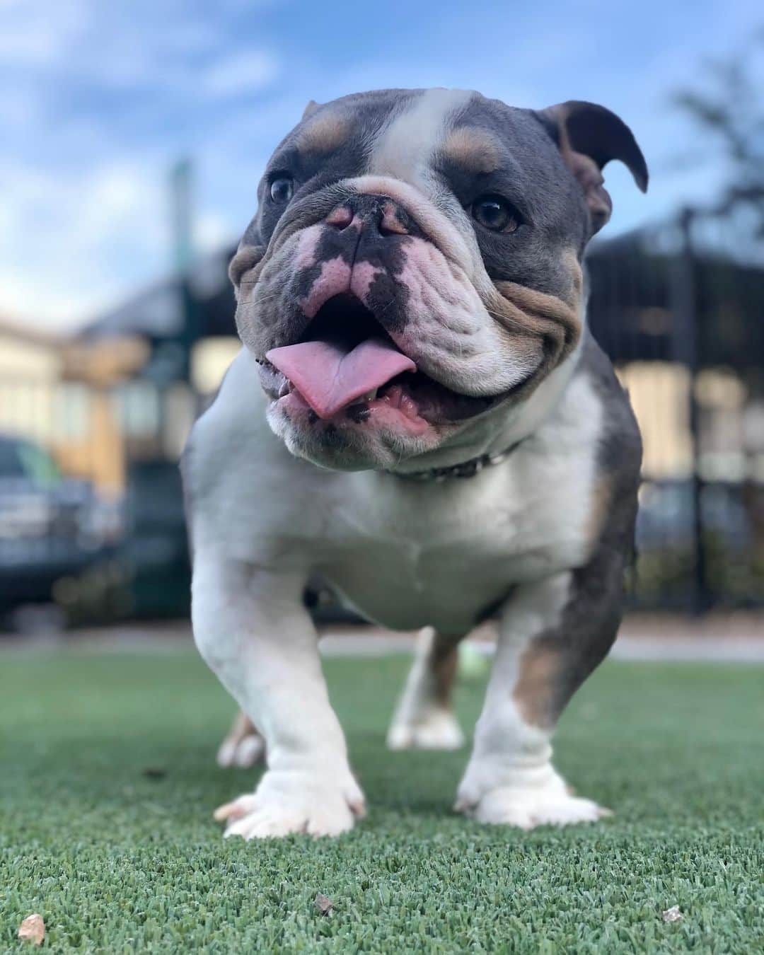 Bodhi & Butters & Bubbahのインスタグラム：「What I wouldn’t do for this face 🥰 . . . . . #bulldog #baby #mylove #mylife #puppy #love #dogsofinstagram #bestoftheday #bff #goals #dog #park #days #cute #boy #smile #summer #positivevibes」