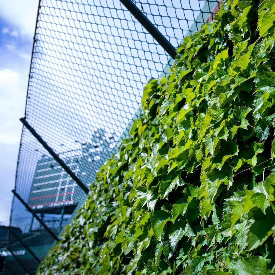 シカゴ・カブスさんのインスタグラム写真 - (シカゴ・カブスInstagram)「😍」6月25日 1時14分 - cubs