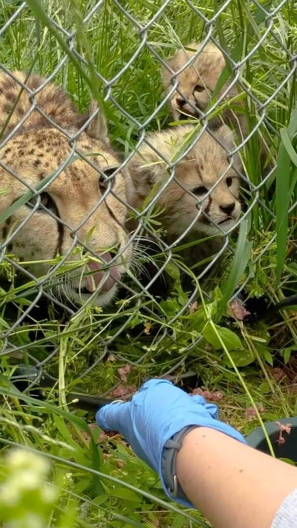 スミソニアン国立動物園のインスタグラム