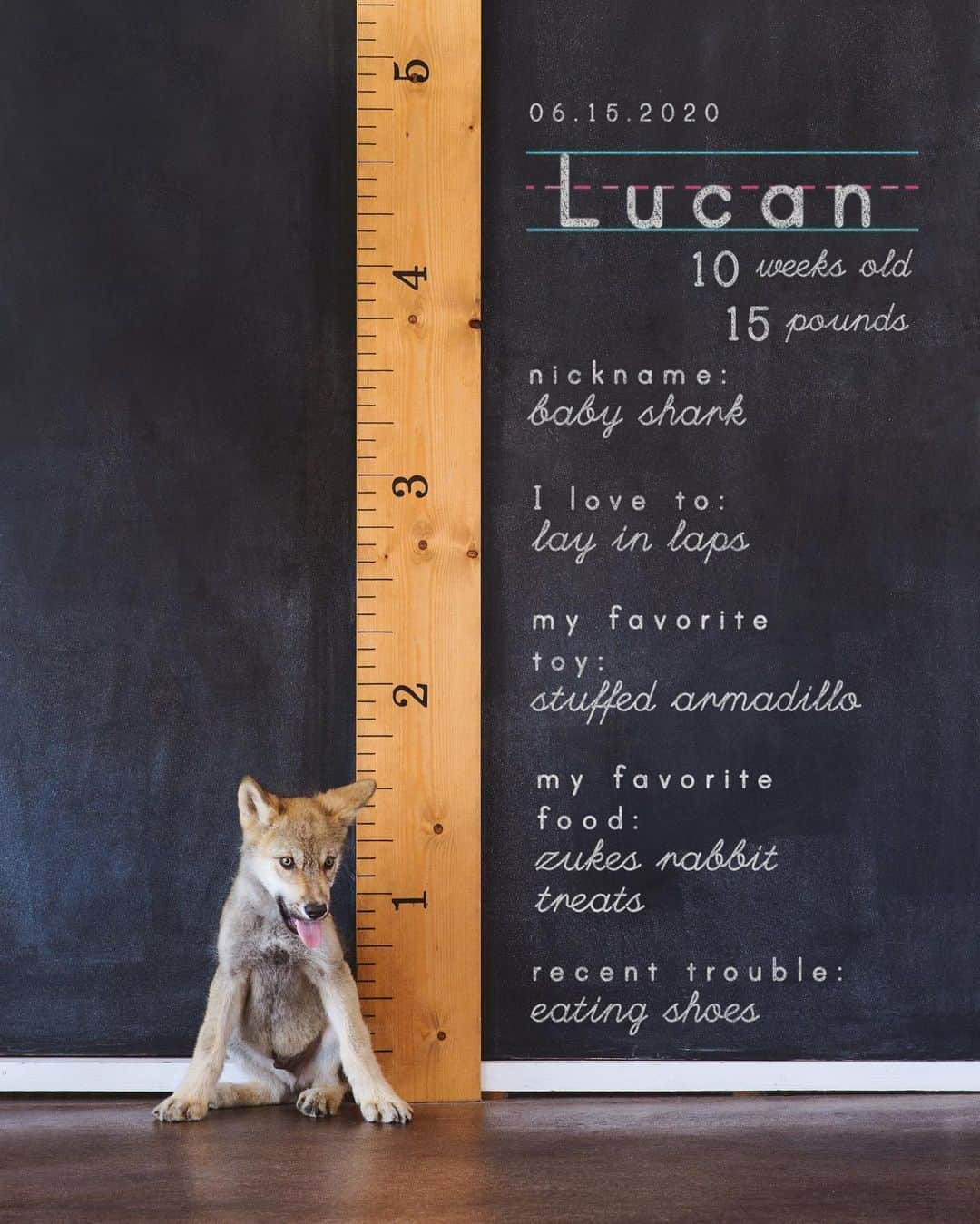 Rylaiさんのインスタグラム写真 - (RylaiInstagram)「I’m a big boy now!!! . Lucan..... our newest Ambassador.  He is being all sorts of cute!! . Just another reminder that we are fundraising for our Panda and Panda Project, fox rescue.  Link in bio. Any amount will help us towards our goal. Can you spare $5 to help save these foxes! . . Encounters are open at the center for booking. . 📸 @dandeliondreamsphoto . . #lucan #wolfdog #wolfdogsofinstagram #wolfdogcommunity #wolf #wolves #wolfpack #ambassador #canid #dog #wolvesofinstagram #puppy #puppylife #puppyoftheday #puppylover #nonprofit #ppp #lovedog #doglovers #fundraiser #sandiego」6月25日 1時37分 - jabcecc