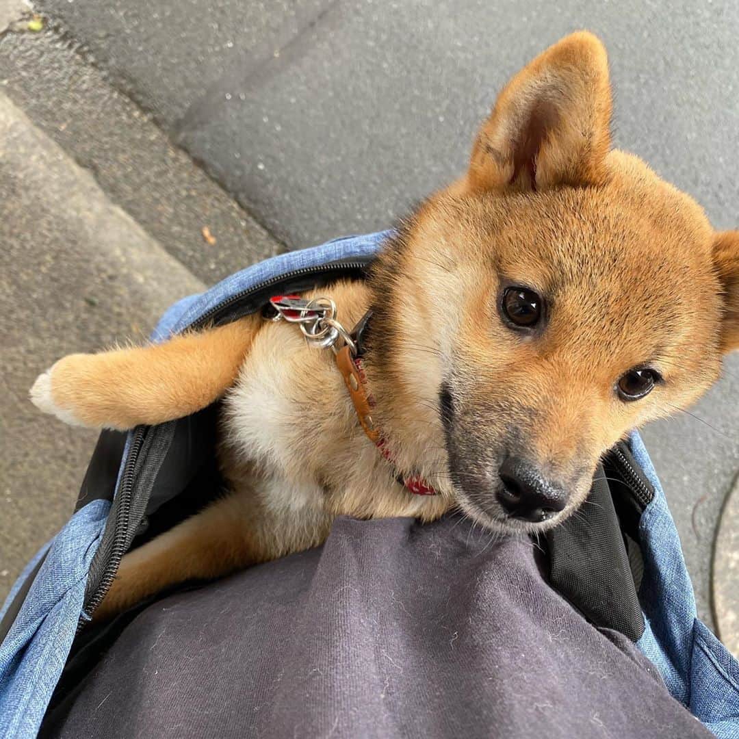 蒼井里紗のインスタグラム：「月1の動物病院。  生後6か月1週間で、体重3.36キロでした！ おちびちゃんもだいぶ大きくなったね！  #豆柴 #柴犬 #柴犬のいる暮らし #しばいぬまにあ  #しばすたぐらむ #まめしばすたぐらむ」