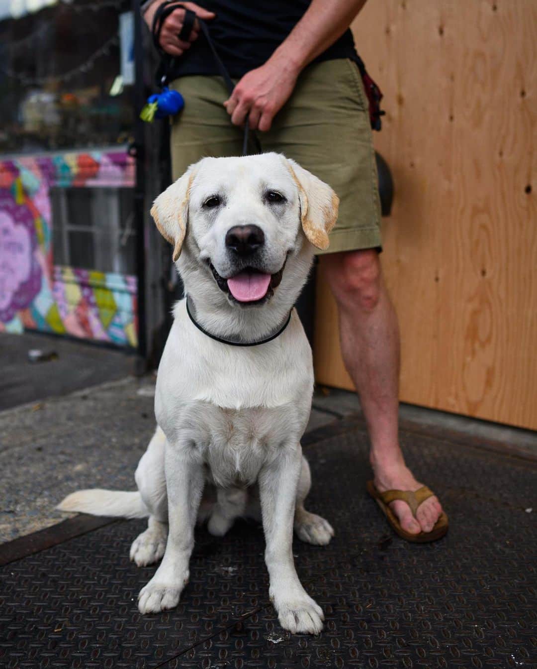 The Dogistさんのインスタグラム写真 - (The DogistInstagram)「Sous, Labrador Retriever (1 y/o), 8th & 1st Ave., New York, NY • “He thinks every open door is an invitation for him to come in. He has an open door policy. I call him my sous chef – he lays at my feet when I cook. I have a tattoo of my previous dog, Jackson.”」6月25日 12時11分 - thedogist