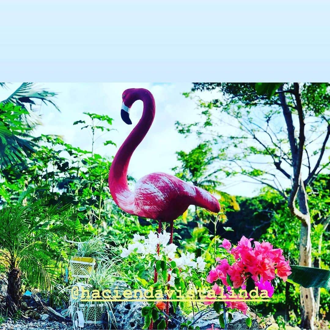 ジョーダン・ノルベルトのインスタグラム：「@haciendavistalinda 😍」