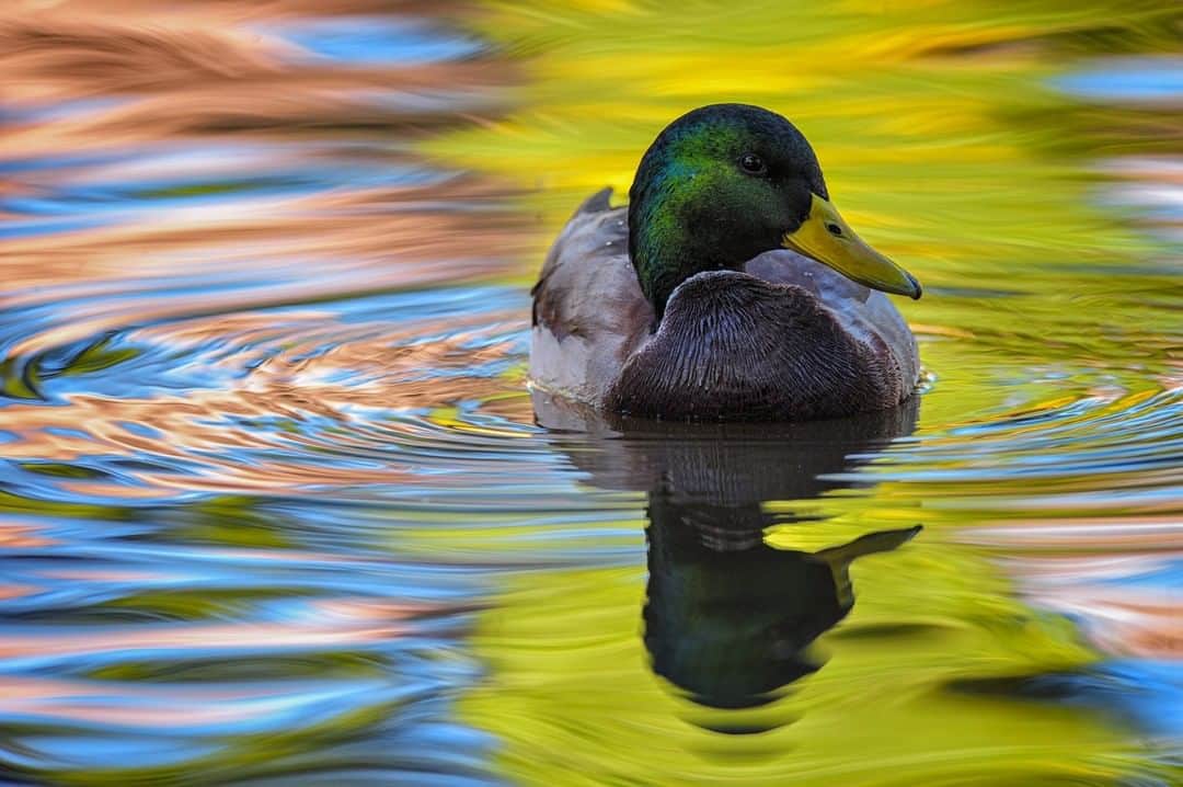 のインスタグラム：「Photo by Keith Ladzinski @ladzinski | A mallard duck swims through a painted reflection at sunrise in Colorado.」