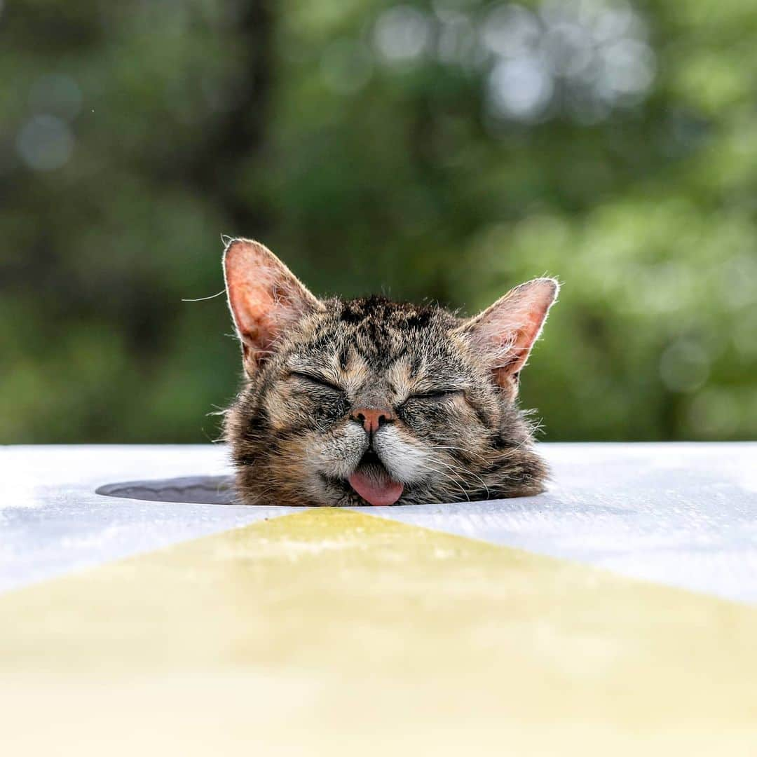 Lil BUBさんのインスタグラム写真 - (Lil BUBInstagram)「The astronomical level of cuteness that BUB so effortlessly wielded is immeasurable. #thepowerofbub #bestjobbub #bubforever #lilbub」6月25日 3時51分 - iamlilbub