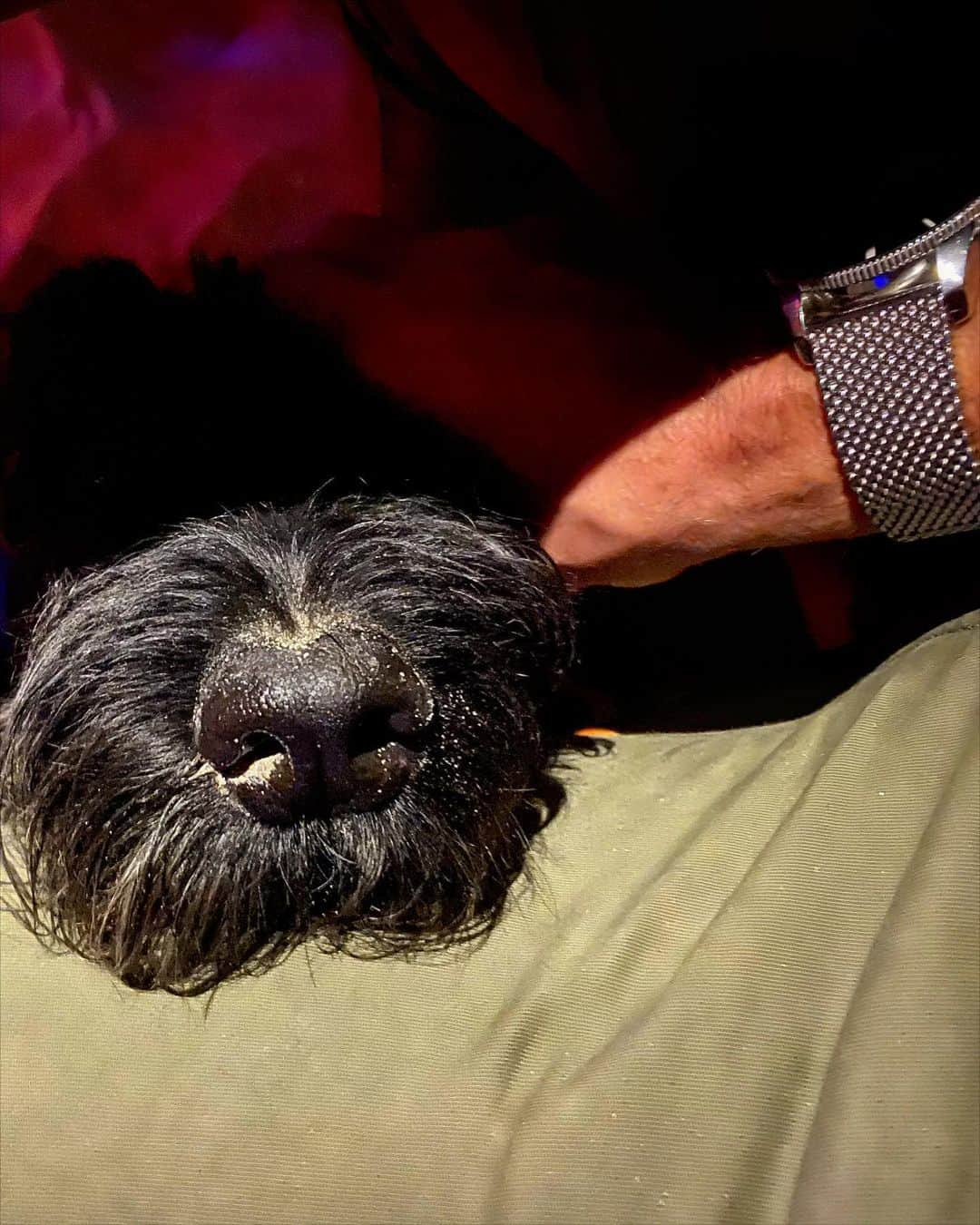 ルーク・エヴァンズさんのインスタグラム写真 - (ルーク・エヴァンズInstagram)「The Sandy nose of a Beautlful Giant Schnauzer #schnauzer #giantschnauzer #schnauzersofinstagram」6月25日 3時55分 - thereallukeevans