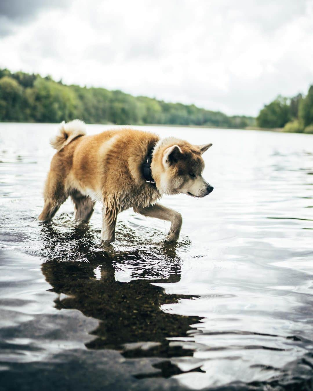 Mikkaさんのインスタグラム写真 - (MikkaInstagram)「Sunshine and a little fresh up in the water... can’t imagine a better day. ☀️💧🐶」6月25日 4時04分 - mikka