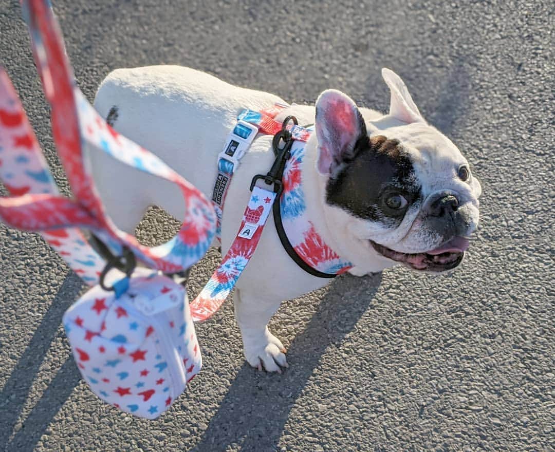 Manny The Frenchieのインスタグラム：「Impossible to be sad when you look this good! 😉 I love a good matching set, poop holder and all! 😃 @frenchie_bulldog」