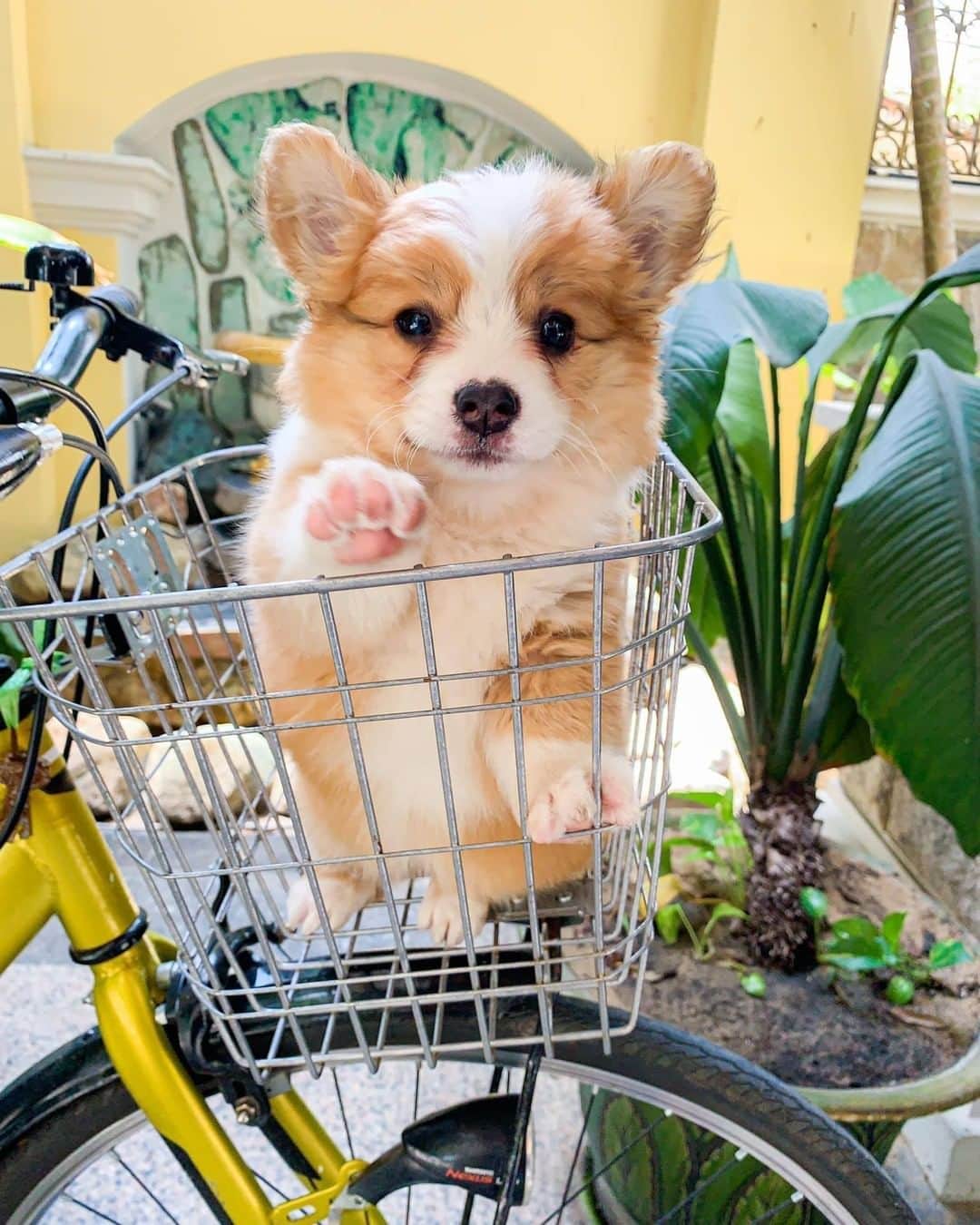 8crapさんのインスタグラム写真 - (8crapInstagram)「Want to see my paw? 👉 Here you go 🐾 - Want to get featured like him? Join “The Barked Club” on FACEBOOK and post something now! 👉 barked.com - 📷 @cooperandbaby_corgi - #TheBarkedClub #barked #dog #doggo #puppy #pupper #Corgi #CorgiPuppy」6月25日 5時08分 - barked