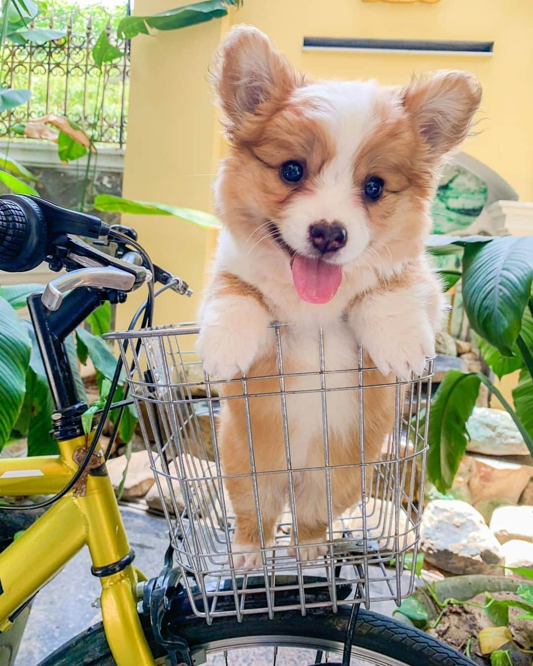 8crapさんのインスタグラム写真 - (8crapInstagram)「Want to see my paw? 👉 Here you go 🐾 - Want to get featured like him? Join “The Barked Club” on FACEBOOK and post something now! 👉 barked.com - 📷 @cooperandbaby_corgi - #TheBarkedClub #barked #dog #doggo #puppy #pupper #Corgi #CorgiPuppy」6月25日 5時08分 - barked